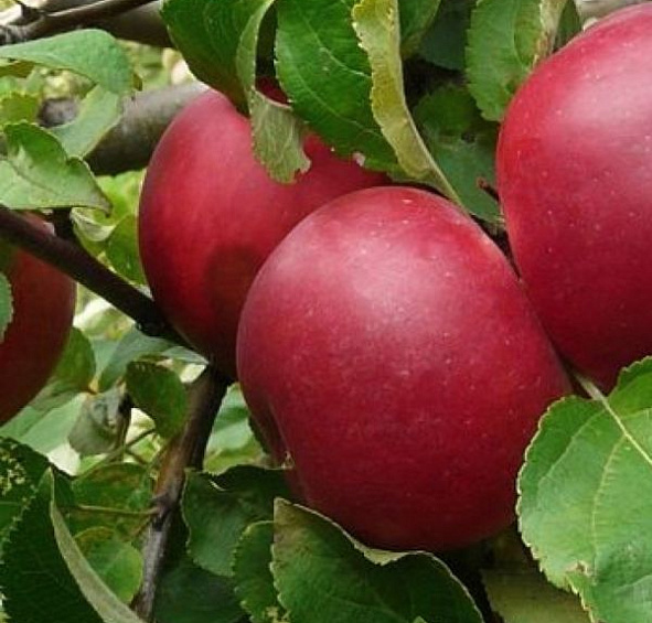 Яблоня Веньяминовское